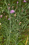 Spotted knapweed